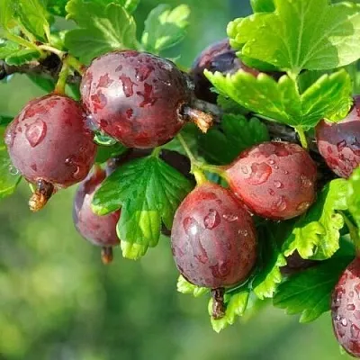 Крыжовник СЕРЕНАДА  Крыжовник СЕРЕНАДА в Ульяновске