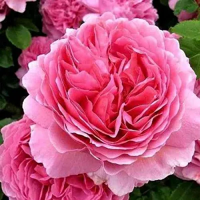 Саженцы роз ПРИНЦЕССА АЛЕКСАНДРА ОФ КЕНТ английская  Саженцы роз ПРИНЦЕССА АЛЕКСАНДРА ОФ КЕНТ английская в Ульяновске