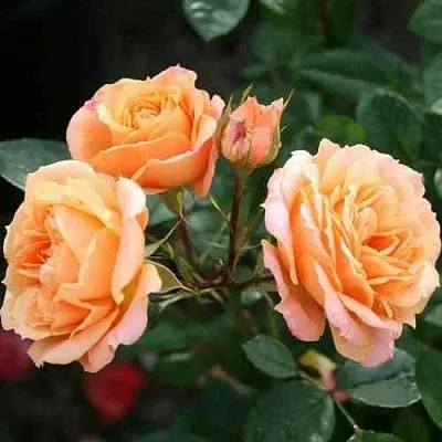 Саженцы роз КЛЕМЕНТИНА миниатюрная  Саженцы роз КЛЕМЕНТИНА миниатюрная в Ульяновске