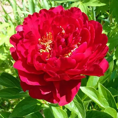 Пион ХРАБРЫЙ ВОИН травянистый  Пион ХРАБРЫЙ ВОИН травянистый в Ульяновске