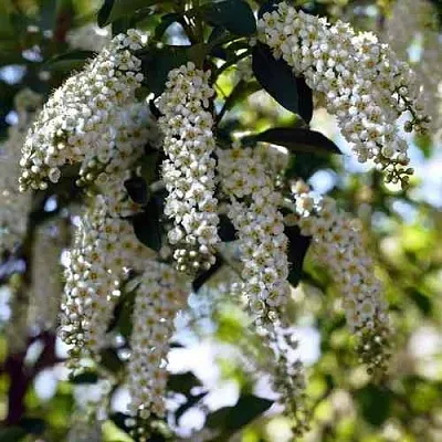 Черемуха виргинская ШУБЕРТ  Черемуха виргинская ШУБЕРТ в Ульяновске