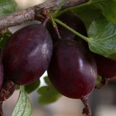 Крыжовник ЧЕЛЯБИНСКИЙ СЛАБОШИПОВАТЫЙ  Крыжовник ЧЕЛЯБИНСКИЙ СЛАБОШИПОВАТЫЙ в Ульяновске