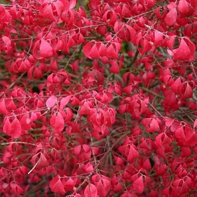 Бересклет КОМПАКТУС  в Ульяновске