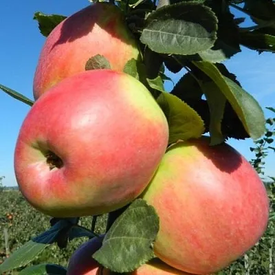 Яблоня БРЯНСКОЕ РОЗОВОЕ  Яблоня БРЯНСКОЕ РОЗОВОЕ в Ульяновске