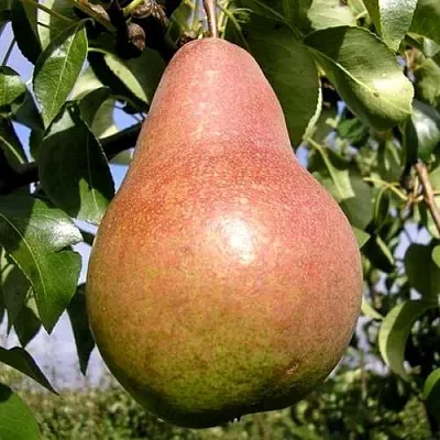 Груша КИРГИЗСКАЯ ЗИМНЯЯ  Груша КИРГИЗСКАЯ ЗИМНЯЯ в Ульяновске