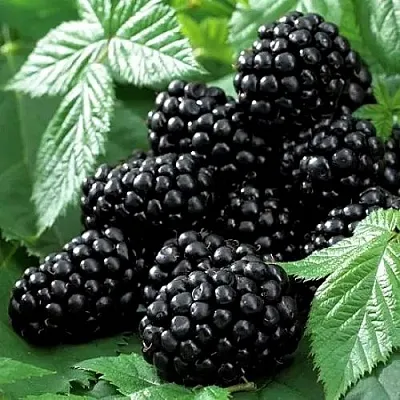 Ежевика БЛЭК БЬЮТИ  Ежевика БЛЭК БЬЮТИ в Ульяновске