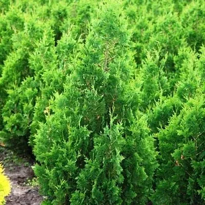 Туя СПИРАЛИС западная  Туя СПИРАЛИС западная в Ульяновске