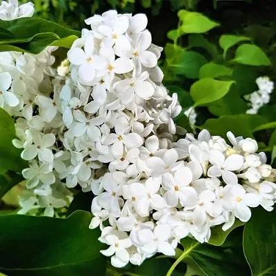 Сирень МАЛЕНЬКИЙ ПРИНЦ  Сирень МАЛЕНЬКИЙ ПРИНЦ в Ульяновске