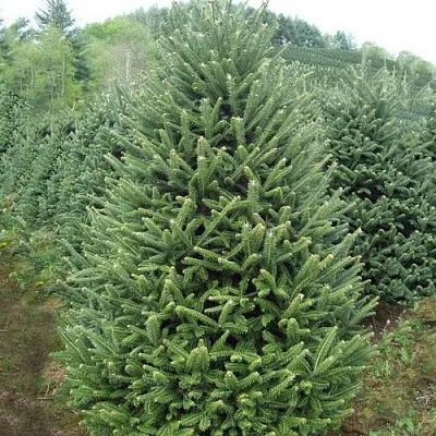 Пихта ФРАЗЕРА в Ульяновске