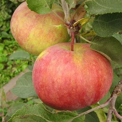 Яблоня ПЕРВОУРАЛЬСКОЕ  Яблоня ПЕРВОУРАЛЬСКОЕ в Ульяновске