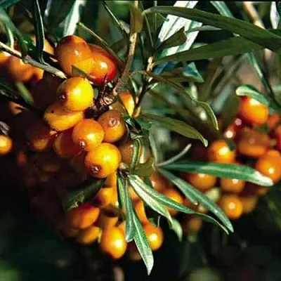 Облепиха ДАР КАЗАКОВУ  Облепиха ДАР КАЗАКОВУ в Ульяновске