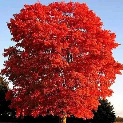 Дуб красный   Дуб красный  в Ульяновске