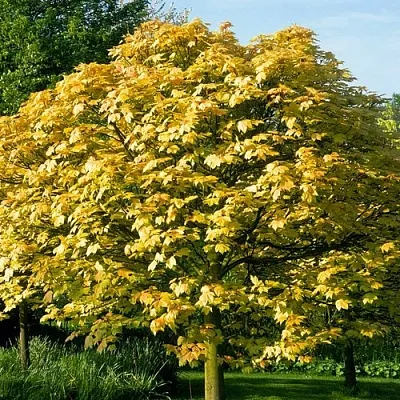 Клен ложноплатановый  Клен ложноплатановый в Ульяновске