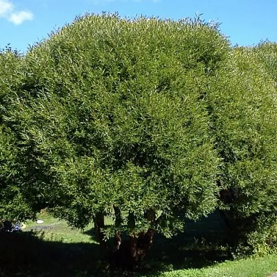 Ива ломкая   Ива ломкая  в Ульяновске