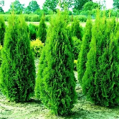 Туя ВИДМАНТ западная  Туя ВИДМАНТ западная в Ульяновске