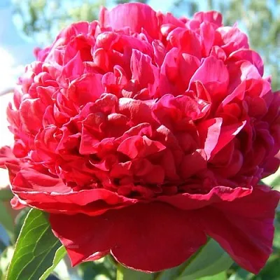 Пион ИНСПЕКТОР ЛАВЕРН травянистый  Пион ИНСПЕКТОР ЛАВЕРН травянистый в Ульяновске