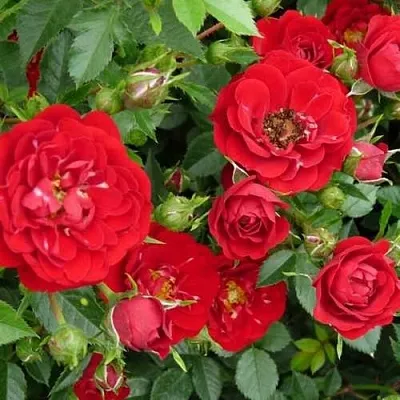 Саженцы роз РЕД КАСКАД почвопокровная в Ульяновске