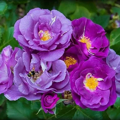 Саженцы роз РАПСОДИЯ ИН БЛЮ шраб  Саженцы роз РАПСОДИЯ ИН БЛЮ шраб в Ульяновске