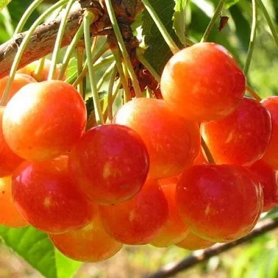 Черешня СОПЕРНИЦА  Черешня СОПЕРНИЦА в Ульяновске