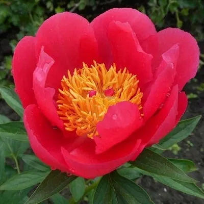 Пион МОСКВА травянистый  Пион МОСКВА травянистый в Ульяновске