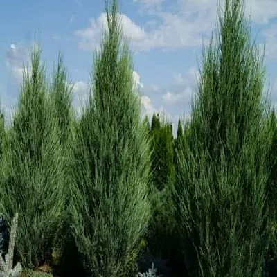 Можжевельник СКАЙРОКЕТ скальный в Ульяновске