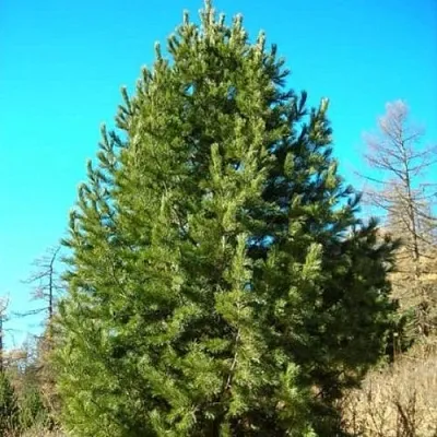 Сосна кедровая сибирская  Сосна кедровая сибирская в Ульяновске
