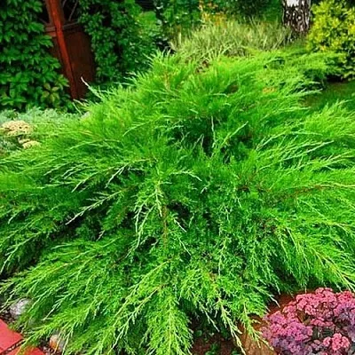 Можжевельник средний Mint Julep (МИНТ ДЖУЛЕП) в Ульяновске