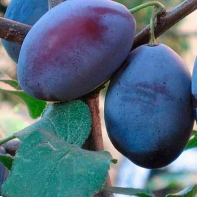 Слива СМОЛИНКА  Слива СМОЛИНКА в Ульяновске