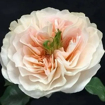 Саженцы роз ЧАРИТИ английская  Саженцы роз ЧАРИТИ английская в Ульяновске