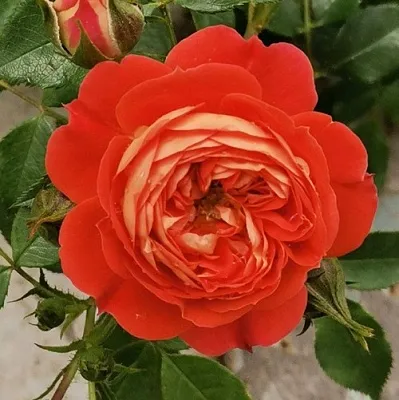 Саженцы роз СТАРЛЕТ РОУЗ КАРМЕН плетистая  Саженцы роз СТАРЛЕТ РОУЗ КАРМЕН плетистая в Ульяновске