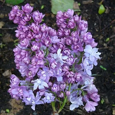 Сирень НАДЕЖДА  Сирень НАДЕЖДА в Ульяновске