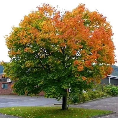 Клен остролистный  Клен остролистный в Ульяновске