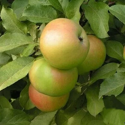 Яблоня ВЕРБНОЕ  Яблоня ВЕРБНОЕ в Ульяновске