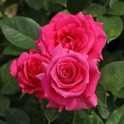 Саженцы роз ЛАВ ЛЕТТЕР флорибунда  Саженцы роз ЛАВ ЛЕТТЕР флорибунда в Ульяновске