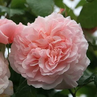 Саженцы роз РОЗ ДЕ ТОЛБИАК плетистая  Саженцы роз РОЗ ДЕ ТОЛБИАК плетистая в Ульяновске