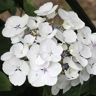 Гортензия ЛИБЕЛЛЕ крупнолистная  Гортензия ЛИБЕЛЛЕ крупнолистная в Ульяновске