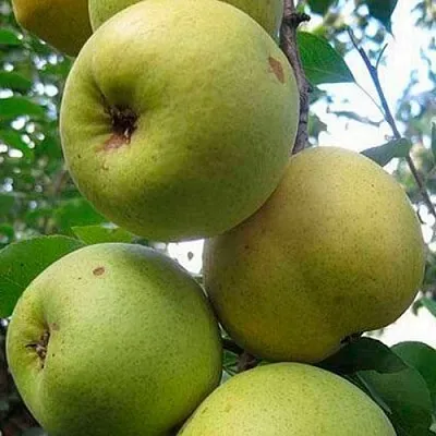 Груша РОГНЕДА  Груша РОГНЕДА в Ульяновске