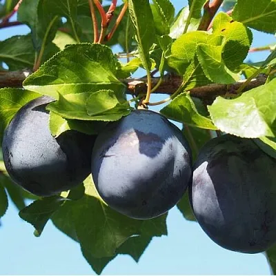 Слива ВОЛАТ  Слива ВОЛАТ в Ульяновске