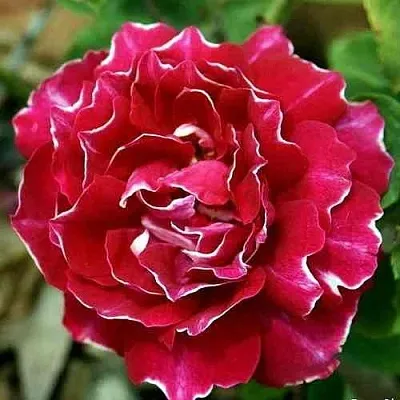 Саженцы роз БАРОН ЖИРО ДЕ ЛЕН ремонтантная  Саженцы роз БАРОН ЖИРО ДЕ ЛЕН ремонтантная в Ульяновске