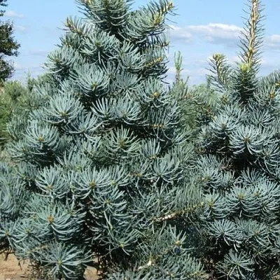 Пихта КОНКОЛОР в Ульяновске