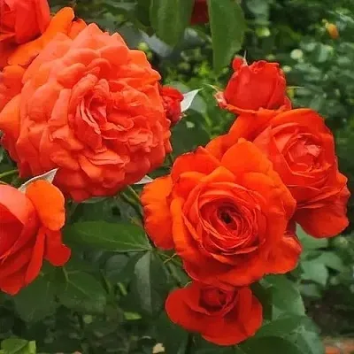 Саженцы роз МАЙНТАУЭР плетистая  Саженцы роз МАЙНТАУЭР плетистая в Ульяновске