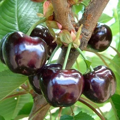 Черешня МУСКАТНАЯ  Черешня МУСКАТНАЯ в Ульяновске