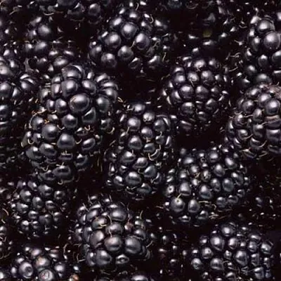 Ежевика ОРКАН бесшипная  Ежевика ОРКАН бесшипная в Ульяновске