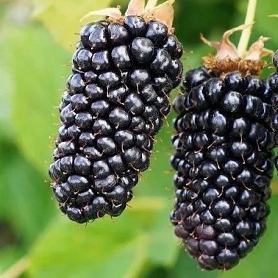 Ежевика КОЛАМБИЯ ГИГАНТ бесшипная  Ежевика КОЛАМБИЯ ГИГАНТ бесшипная в Ульяновске