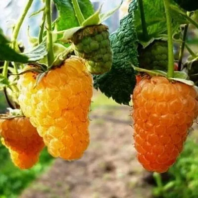 Малина ОРАНЖЕВОЕ ЧУДО  Малина ОРАНЖЕВОЕ ЧУДО в Ульяновске