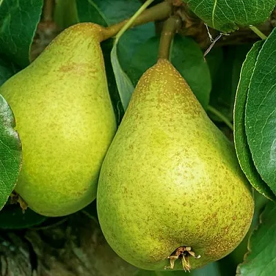 Груша Г-6 колонновидная  Груша Г-6 колонновидная в Ульяновске