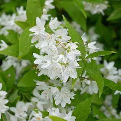 Дейция шершавая  Дейция шершавая в Ульяновске