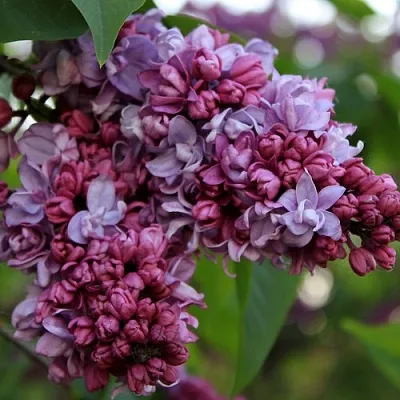 Сирень П.П.КОНЧАЛОВСКИЙ  Сирень П.П.КОНЧАЛОВСКИЙ в Ульяновске