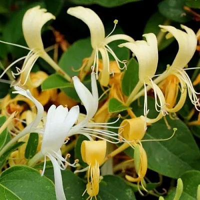 Жимолость ХАЛЛИАНА японская (Хелиана)  Жимолость ХАЛЛИАНА японская (Хелиана) в Ульяновске