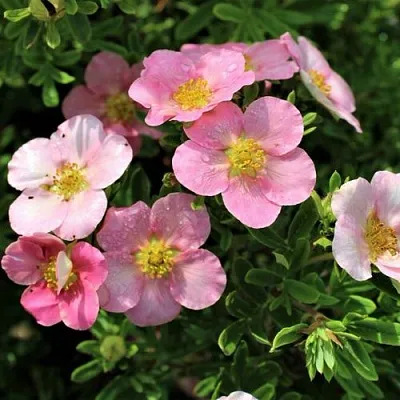 Лапчатка ЛАВЛИ ПИНК кустарниковая  Лапчатка ЛАВЛИ ПИНК кустарниковая в Ульяновске